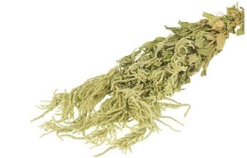 Amaranthus Caudatus Groen Hangende Kattenstaart in hoes, Nieuw