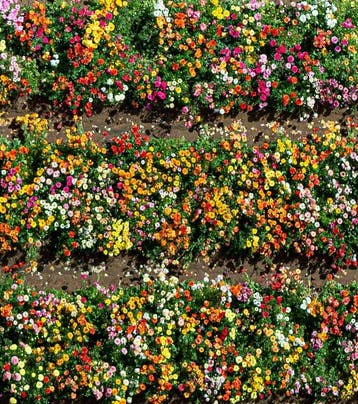 Bernhard Lang - AV_CALIFORNIA_PLANTS_020 - XXL