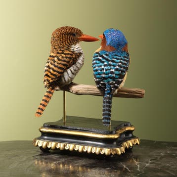 Zebra-IJsvogel Koppel Taxidermie Opgezette Dieren By Max, Ophalen of Verzenden, Nieuw, Vogel, Opgezet dier