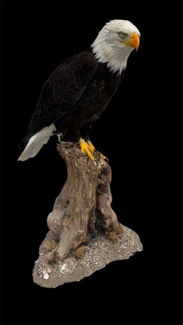 Arend Taxidermie volledige montage - Haliaeetus, Nieuw