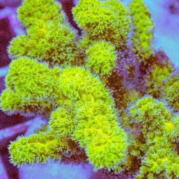 Pocillopora Spp Ultra Green Frag (Ong. 2-3 cm), Dieren en Toebehoren