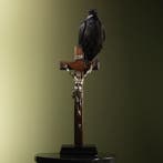 Raaf op Kruis Taxidermie Opgezette Dieren By Max, Ophalen of Verzenden, Opgezet dier