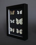 Papillon Support de corps entier pour taxidermie -