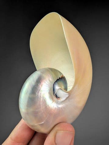 Kamernautilus gepolijst Zeeschelp - Nautilus pompilius (with, Verzamelen, Nieuw