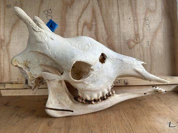 Giraf Schedel van een zoogdier - Giraffa camelopardalis - 39