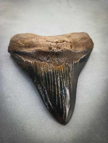 Mégalodon - Dent fossile - 134 mm - 118 mm, Collections, Minéraux & Fossiles