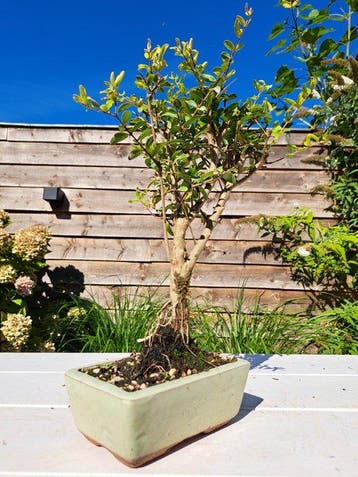 Dwerg granaatappel bonsai (Punica granatum) - Hoogte (boom):