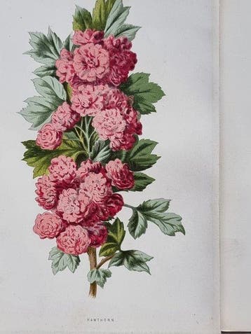 Hibberd, Shirley, 1825-1890; Hulme, F. Edward (Frederick