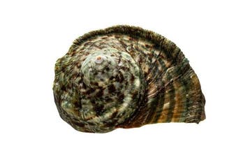 Turbo marmoratus - Grote Groene Turban - Perfecte JUWEEL met, Nieuw