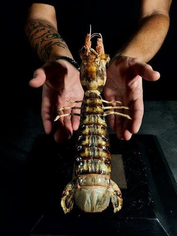 mantisgarnaal Taxidermie volledige montage - Squilla mantis, Nieuw