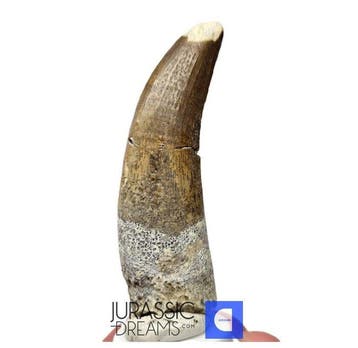 Groot Gewortelde Suchomimus tenerensis