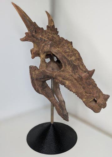 Fossiele schedel - Dracorex hogswartsia - Museum-Grade
