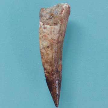 Dinosaurus - Fossiele tand - Spinosaurus aegyptiacus - 58 mm