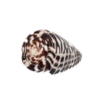 Conus polyglotta (40mm) - Filipijnen - Uitzonderlijk GEM, Nieuw