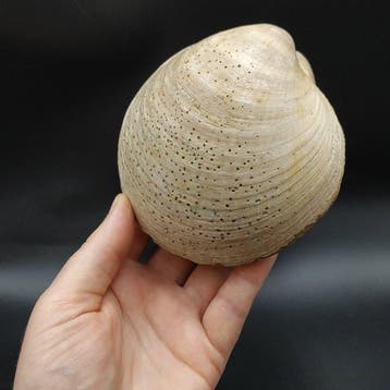 Grote tweekleppigen - Gefossiliseerd dier - Glycymeris