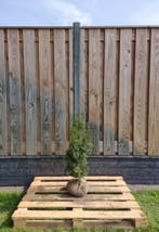 Taxus - Taxus Media Hicksii - Haagplanten 60 t/m 200cm, Tuin en Terras, Ophalen of Verzenden