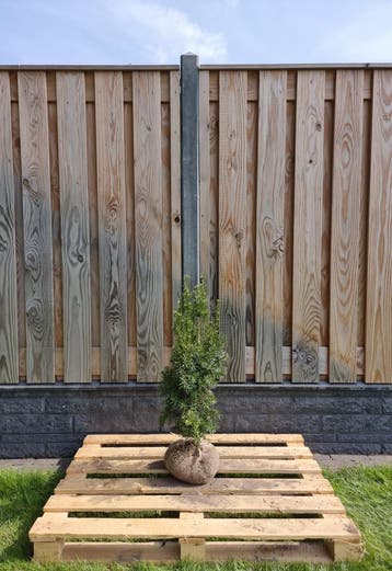 Taxus - Taxus Media Hicksii - Haagplanten 60 t/m 200cm, Tuin en Terras, Ophalen of Verzenden