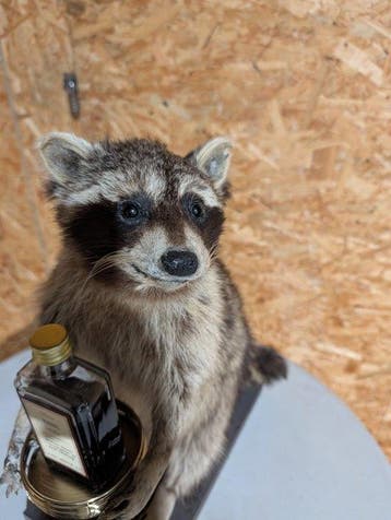 Wasbeer Taxidermie volledige montage - Procyon lotor - 51 cm, Nieuw