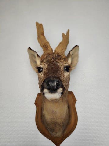 Ree Taxidermie volledige montage - Capreolus capreolus - 60
