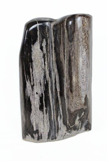 Versteend houtschijven - Gefossiliseerd hout - Dipterocarpus, Antiek en Kunst
