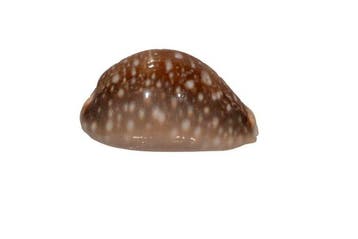 Pacifische cowrie: Cypraea vitellus f. dama (66 mm) –, Nieuw