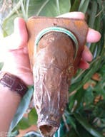 Poisson Support de corps entier pour taxidermie - Cyprinus