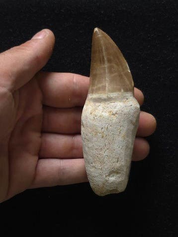 Mosasaurus - Fossiele tand - 11 cm (Zonder minimumprijs), Collections