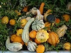 Practical Unbeatable kalebas 1000 zaden, Hobby en Vrije tijd, Knutselen, Nieuw