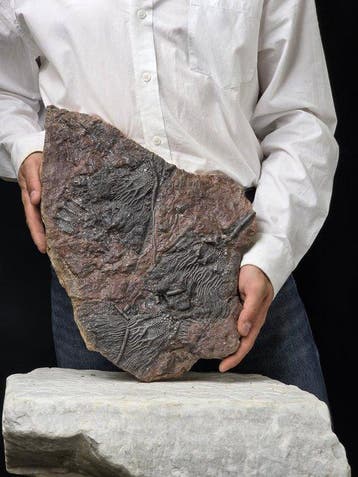 Crinoide - Gefossiliseerd dier - Large Crinoid Fossil –, Collections