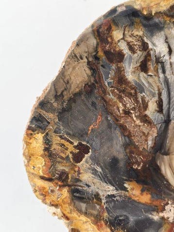 Fossiel hout - Gefossiliseerd hout - 13 cm (Zonder