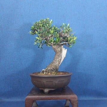 Olijf bonsai (Olea europaea) - Hoogte (boom): 32 cm - Diepte