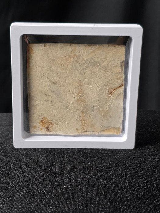 Vis - Gefossiliseerd dier - Lycoptera - 11 cm (Zonder, Collections, Minéraux & Fossiles