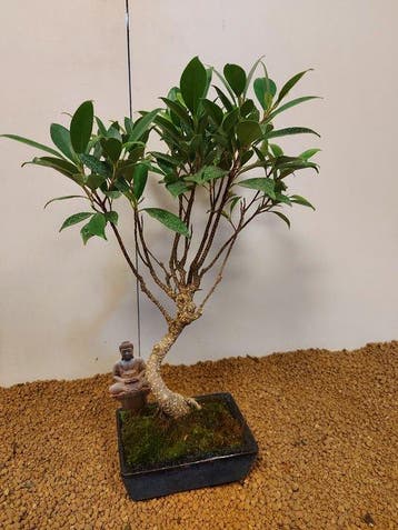 Vijgenboom bonsai (Ficus) - Hoogte (boom): 38 cm - Diepte