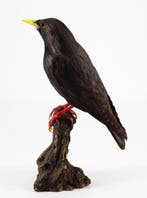Zwarte storno Taxidermie volledige montage - Sturnus