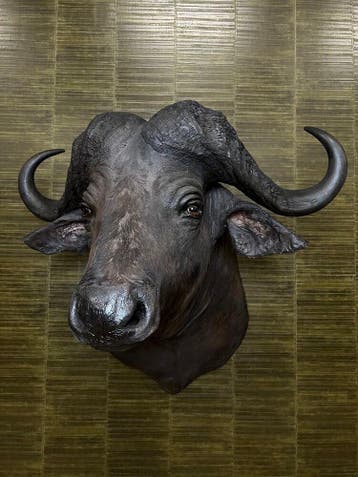 Kafferbuffel Taxidermie Opgezette Dieren By Max, Ophalen of Verzenden, Nieuw, Wild dier, Opgezet dier