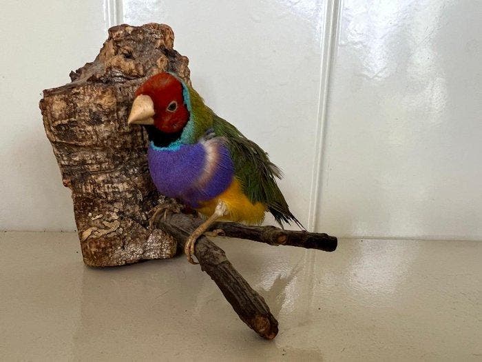 amadine de Gould Support mural pour taxidermie -, Verzamelen, Dierenverzamelingen