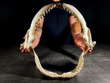 overdreven maat van een bruine haai Taxidermie volledige, Nieuw