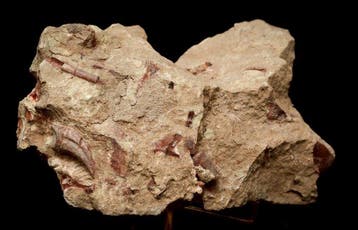 Griffe fossilisée - Dromaeosauridae claw - 15 cm - 11 cm