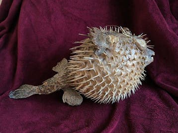 Poisson-globe Support de corps entier pour taxidermie -