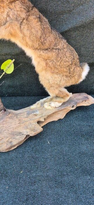 Haas Taxidermie wandmontage - Lepus europaeus - spécimen