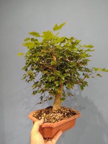 Drietand Esdoorn (Acer Buergerianum) - Hoogte (boom): 35 cm