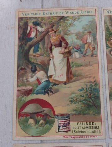 France - Liebig S 522 - Champignons - Ensemble complet -
