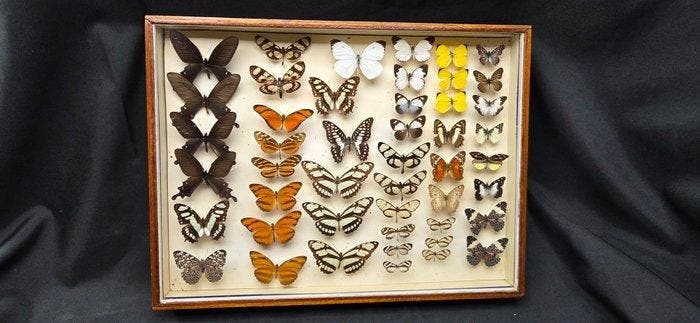 Large World Months wood box - ex French Mr OUVAROFF, Collections, Collections Animaux