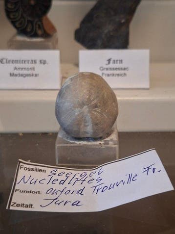 Oude fossielverzameling, ca. 20 stuks - Fossiele matrix