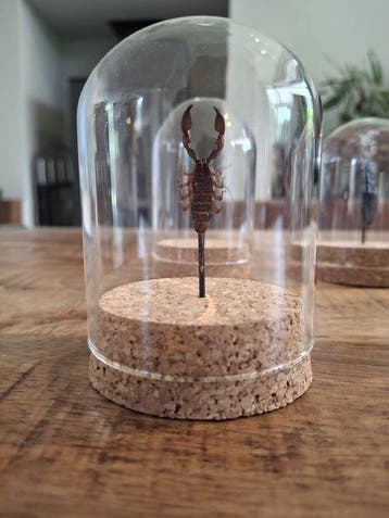 Insekt Taxidermie wandmontage - Camponotus gigas,