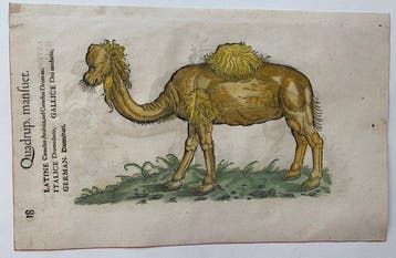 World - Wereld; Conrad Gesner - Icones Animalium - 1551-1560, Nieuw