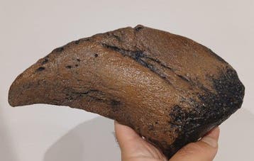 Set van 3 replicas van dinosaurusklauwen - Fossiel fragment
