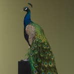 Pauw Taxidermie volledige montage - Pavo cristatus - 190 cm