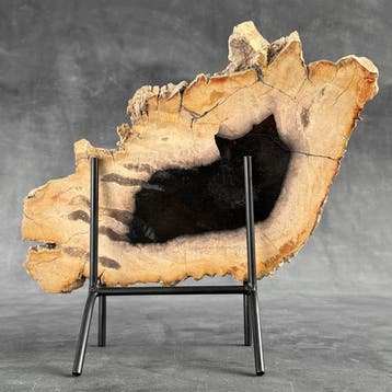 Magnifique tranche de bois pétrifié sur un socle