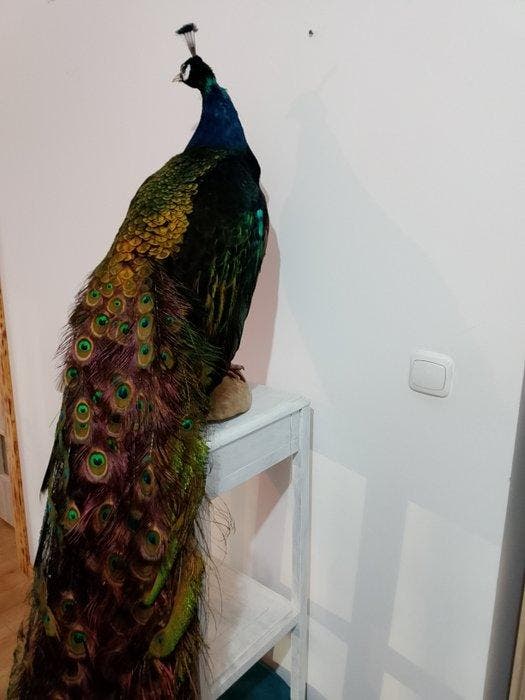Pauw Taxidermie volledige montage - Pavo cristatus - 180 cm, Collections, Collections Animaux